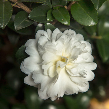 October Magic® Ivory Camellia Camellia sasanqua 'Green 99-016' PPAF