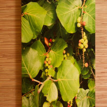 Giclees