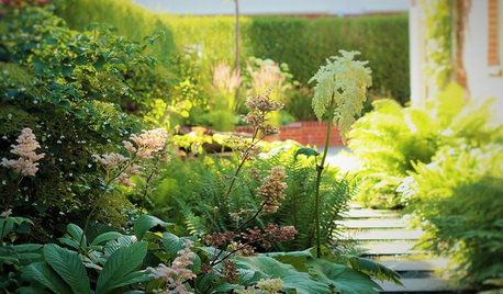7 Stauden, die für dauerhafte Highlights im Garten sorgen