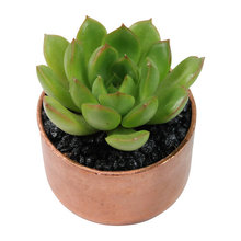 plants