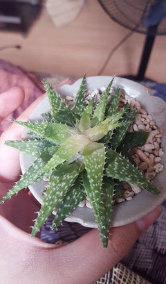 Over watering problem: can I still revive my aloe vera? | Houzz Forum