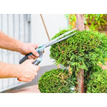 Augusta Tree Removal