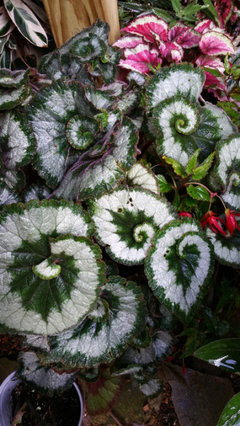 Rare begonias deals