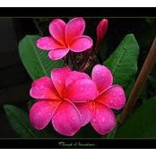 Jeanne Sims's photo
