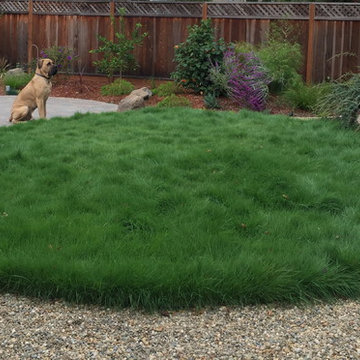 Castro Valley big dog back yard
