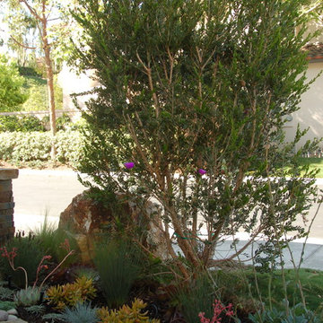 Pretty succulent garden