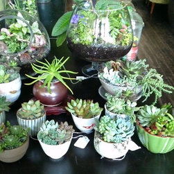succulents - Products