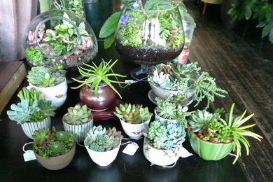 succulents