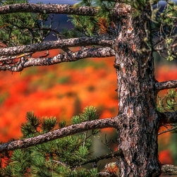 Fall Color, Oberg Mountain, Tofte, Minnesota - Products