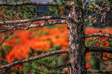 Fall Color, Oberg Mountain, Tofte, Minnesota