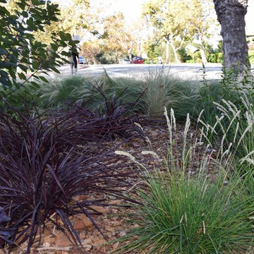 Lose the Lawn in Piedmont California