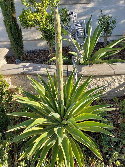 Long-stemmed succulents 2