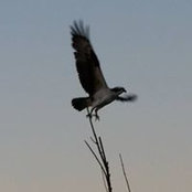 Chuck Blackburn's photo