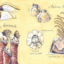 marine life