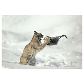 Bobcat Capturing Muskrat In The Winter, Idaho-Paper Art