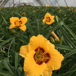 Kokomo Sunset&trade; Daylily - Products