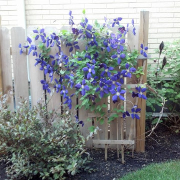 Air Conditioner Behind Jackman Clematis