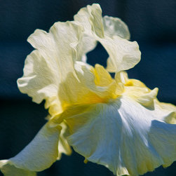 White Iris with Yellow - Artwork