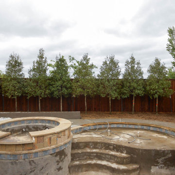 Row of Eagleston Hollies along fence