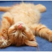 Oh Carols foto