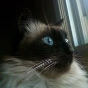 Buffie DeSalvo's photo