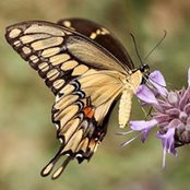 Kim Johnson's photo