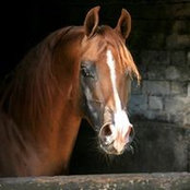 Heather Brown's photo