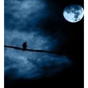 Michael Ross's photo