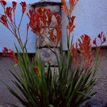 Front Yard Inspiration: Low Maintenance Design Ideas