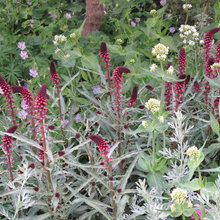 PLANTS