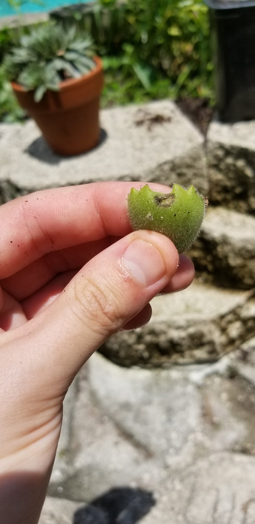 Bear Paws Succulent Dying. Please help.
