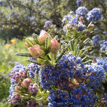 At Home in a Natural California Garden