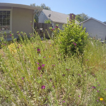 California Native Plant Front Yard