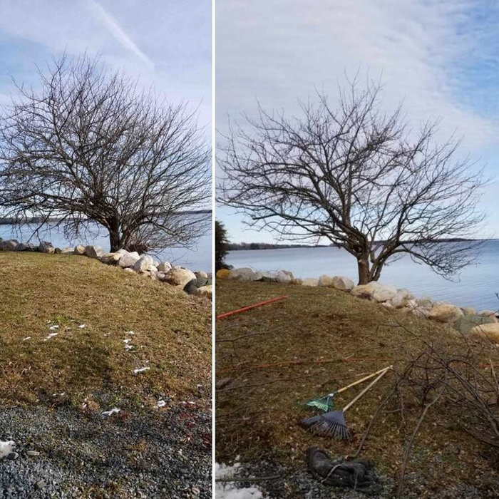 The Diffence between Domant Pruning a Crabapple on Long Island Sound by Peter Atkins and  Associates