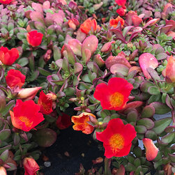 Current Featured Plants - Products