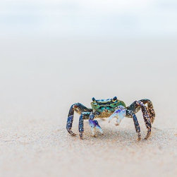 Beach Crab by Joel Coleman - Photographs