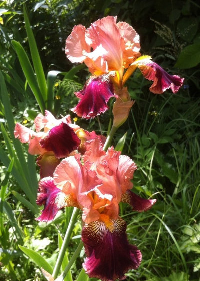 by Яна Иванченко