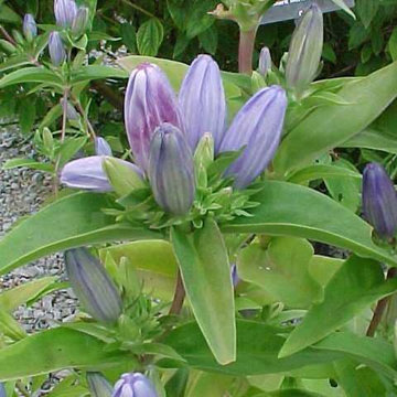 Gentiana andrewsii