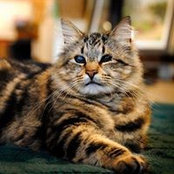 Diane Shepherd's photo