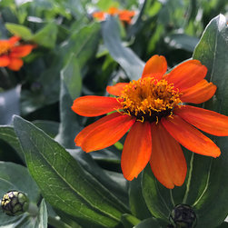 Current Featured Plants - Products
