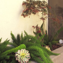 Ferns