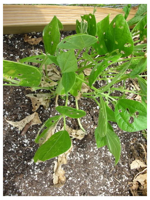Bush bean leaves turning brown