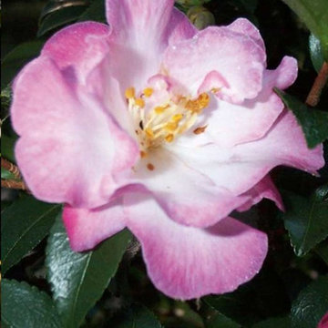 October Magic® Orchid Camellia Camellia sasanqua 'Green 94-035' PP#20465