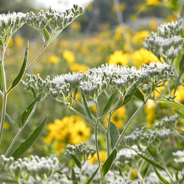 Eupatorium serotinum LATE BONESET