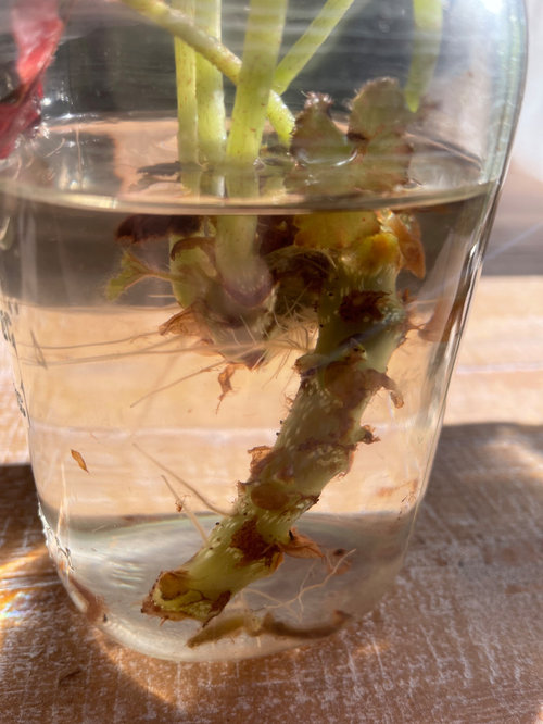 planting Beefsteak Begonia rooted in water