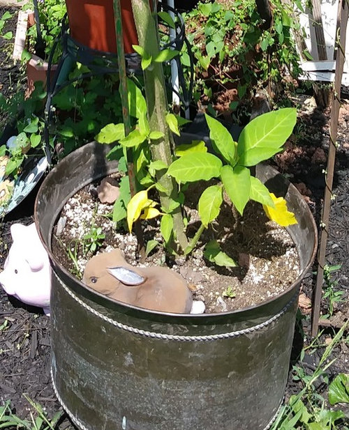 Propagate Angel Trumpet Tree from sucker shoot?
