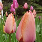 Pam van Veldhuizen's photo