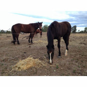 Lainie Cormack's photo