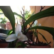 Bessie Orozco's photo