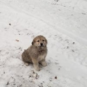 Laurie Mitchell-Oldfield's photo